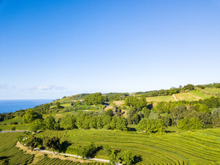 Fototapeta na wymiar Landscape view over Tea Plantation of 