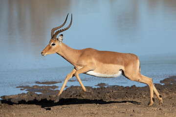 Male impala running at the edge of water in Kruger Park in South Africa