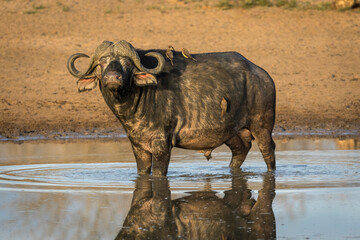 Adult buffalo bull standing in water with ox peckers on its back in Kruger Park in South Africa