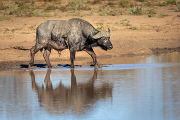 African buffalo walking in the water in Kruger Park in South Africa