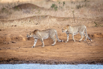 Two adult cheetah walking near water in Kruger Park in South Africa