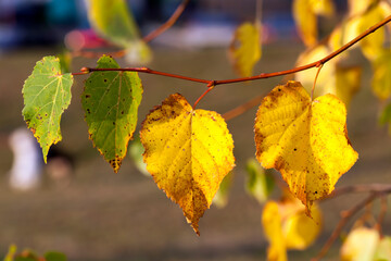 changing color birch in the autumn season