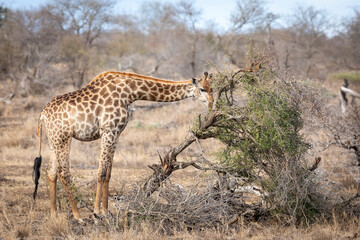 Naklejka na ściany i meble Adult female giraffe standing in dry bush feeding in Kruger Park in South Africa