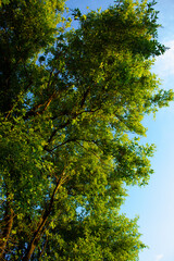 Vivid tree with partial sky background