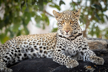 Horizontal portrait of a leopard sitting on a rock looking at camera in Kruger Park in South Africa