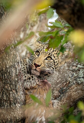 Vertical portrait of a young leopard with its prey sitting in a tree in Kruger Park in South Africa