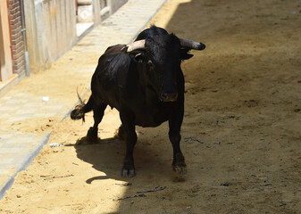toro negro espa&ntilde;ol con grandes cuernos