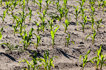agricultural field with green corn
