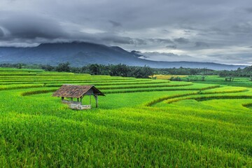 Fototapeta na wymiar green rice fields in the morning with cloudy and dark views