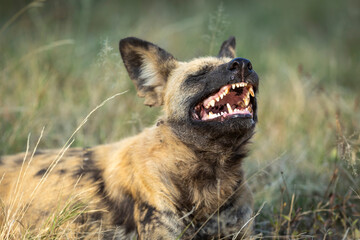 Hunting dog showing its teeth yawning in Khwai in Okavango Delta in Botswana
