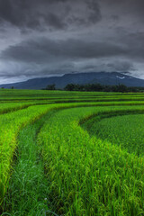 Beautiful green rice terraces in Bengkulu Utara, Asia