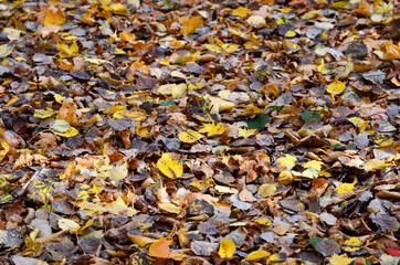 Fallen yellow leaves on the ground. Autumn maple leaf background. Dress warmer, go walking, the weather is cold