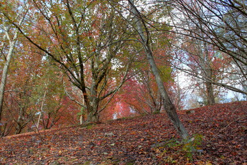 Fototapeta premium autumn in the park in Adelaide, Australia