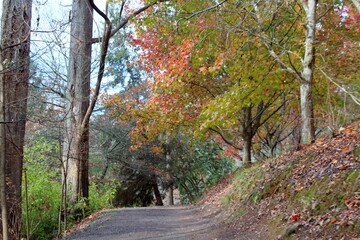 road in autumn forest in Adelaide, Australia
