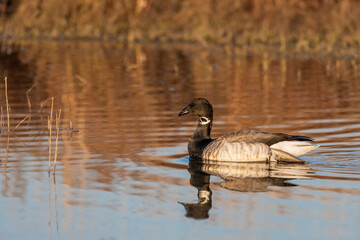 Brant goose. The smaller species of goose. Scene from conservation area of ​​Wisconsin during...