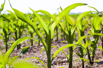 agricultural field with green corn