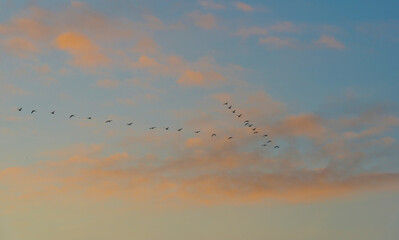 Geese flying in a colorful sky at sunrise in a bright early morning at fall, Almere, Flevoland, The Netherlands, November 5, 2020