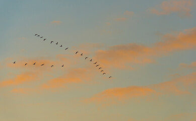 Geese flying in a colorful sky at sunrise in a bright early morning at fall, Almere, Flevoland, The Netherlands, November 5, 2020