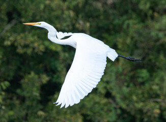 Shadow Creek Egret 1