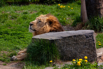 head of a wild lion with mane behind a stone and in the background is green grass in the park