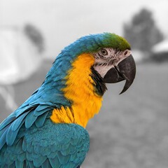 Blue and Yellow Macaw
