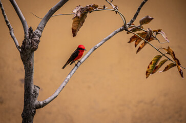 hummingbird