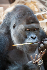 wild adult male black gorilla eats a wooden twig in the park during the day