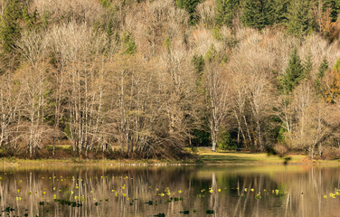 Obraz premium Beautiful autumn landscape of the lake with a gray tree and reflection in the lake. Selective focus, travel photo, concept photo autumn in nature.