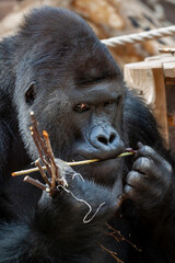 wild adult male black gorilla eats a wooden twig in the park during the day