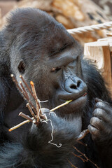wild adult male black gorilla eats a wooden twig in the park during the day