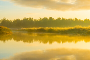 Fototapeta premium Reed along the misty sunny edge of a lake in wetland at sunrise in bright sunlight in autumn, Almere, Flevoland, The Netherlands, November 5, 2020