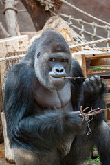 wild adult male black gorilla eats a wooden twig in the park during the day