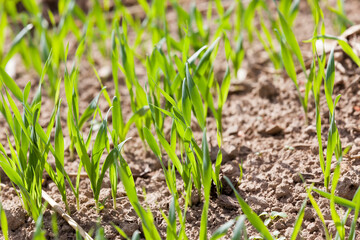 Green grass close up