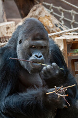 wild adult male black gorilla eats a wooden twig in the park during the day