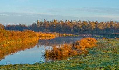 Reed along the misty sunny edge of a lake in wetland at sunrise in bright sunlight in autumn, Almere, Flevoland, The Netherlands, November 5, 2020