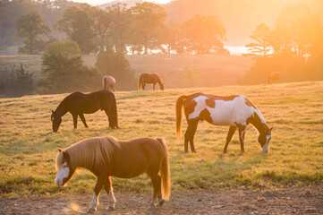 Mixed horse herd at sunrise, Proud Spiritr Horse Rescue, Arkansas