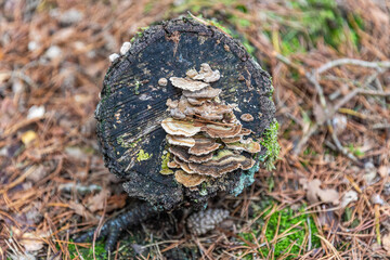 Mushrooms and fungi are always welcome guests in the forest in autumn