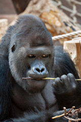 Obraz premium wild adult male black gorilla eats a wooden twig in the park during the day