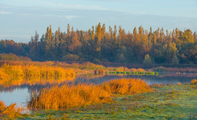 Reed along the misty sunny edge of a lake in wetland at sunrise in bright sunlight in autumn, Almere, Flevoland, The Netherlands, November 5, 2020
