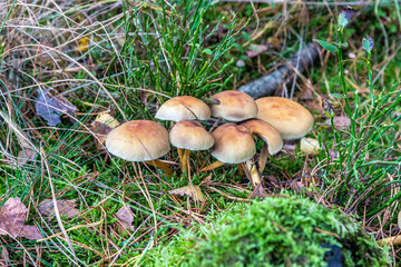 Mushrooms and fungi are always welcome guests in the forest in autumn