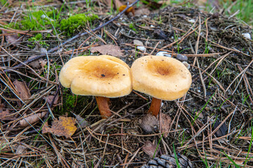 Mushrooms and fungi are always welcome guests in the forest in autumn