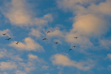 Geese flying in a colorful sky at sunrise in a bright early morning at fall, Almere, Flevoland, The Netherlands, November 5, 2020