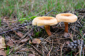 Mushrooms and fungi are always welcome guests in the forest in autumn