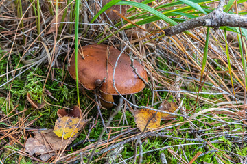 Mushrooms and fungi are always welcome guests in the forest in autumn