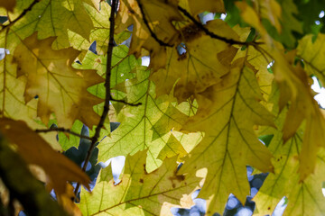 oak forest autumn