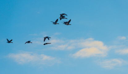 Geese flying in a colorful sky at sunrise in a bright early morning at fall, Almere, Flevoland, The Netherlands, November 5, 2020