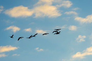 Geese flying in a colorful sky at sunrise in a bright early morning at fall, Almere, Flevoland, The Netherlands, November 5, 2020