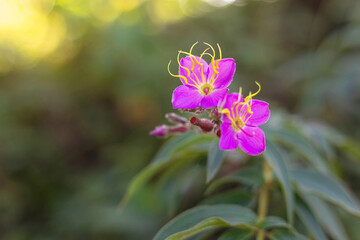 Vintage photo of wild flower in forest