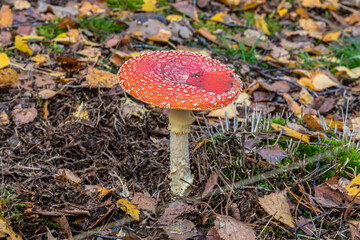 Mushrooms and fungi are always welcome guests in the forest in autumn