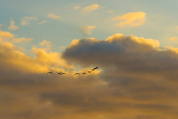 Geese flying in a colorful sky at sunrise in a bright early morning at fall, Almere, Flevoland, The Netherlands, November 5, 2020